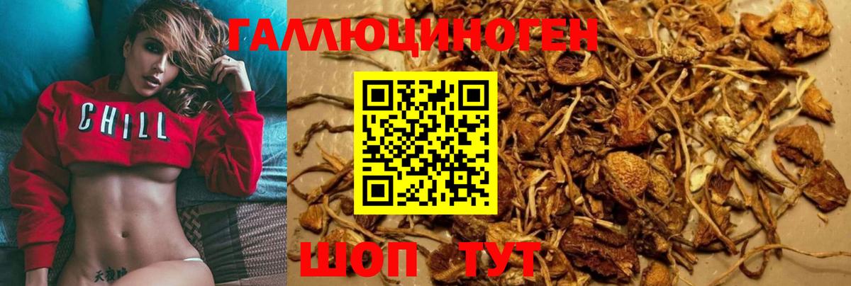 купить   Вход с VPN  Знаменск  Псилоцибиновые грибы GOLDEN TEACHER 